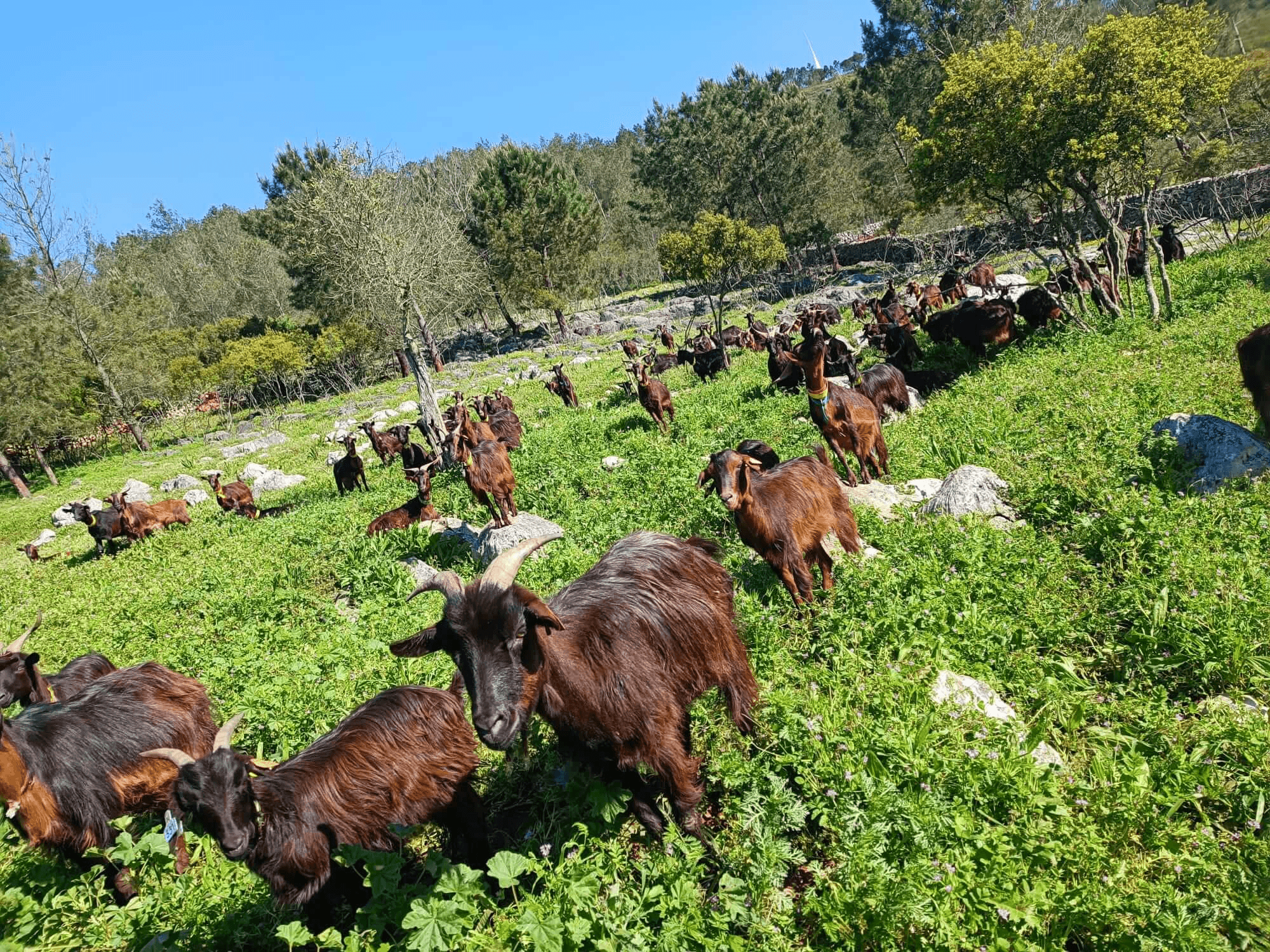 Clínica de Animais de Produção